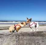 Urlaub mit Hunden-Beitrag-Bild