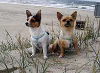 Urlaub mit Hunden-Beitrag-Bild