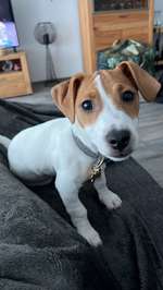 Pfötchen-Beitrag-Bild