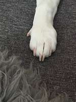 Pfötchen-Beitrag-Bild