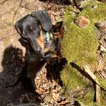 Hundeauslaufgebiet-Zum Steinbergturm-Bild