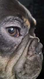 Fellverlust um die Augen & Ohren-Beitrag-Bild