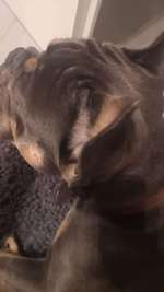 Fellverlust um die Augen & Ohren-Beitrag-Bild