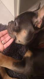 Fellverlust um die Augen & Ohren-Beitrag-Bild