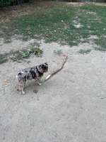 Hundeauslaufgebiet-Hundezone Fortunapark-Bild