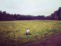 Hundeauslaufgebiet-Lingen-Bild