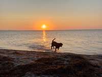 Hundeauslaufgebiet-Großenbroder Weststrand-Bild