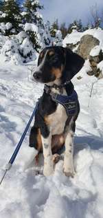 Rassen schätzung-Beitrag-Bild