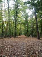 Hundeauslaufgebiet-Wannsee-Düppel-Bild