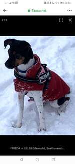 Suchmeldung-Frieda-Bild