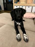 Suchmeldung-Oreo-Bild