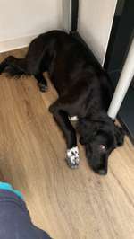 Suchmeldung-Oreo-Bild