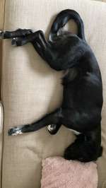 Suchmeldung-Oreo-Bild