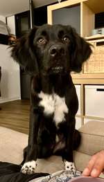 Suchmeldung-Oreo-Bild