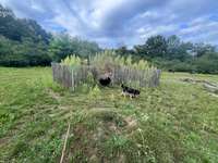 Hundeauslaufgebiet-Hundespiel- und Übungsplatz-Bild