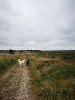 Hundeauslaufgebiet-Waldemarsmauer-Bild