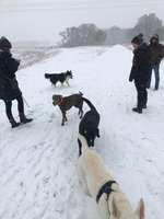 Hundeauslaufgebiet-Muldenwiesen Eilenburg-Bild