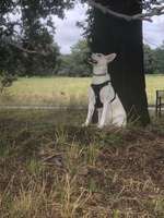 Hundeauslaufgebiet-Muldenwiesen Eilenburg-Bild