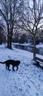 Hundeauslaufgebiet-Krems-Au-Bild