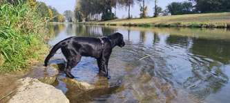 Hundeauslaufgebiet-Krems-Au-Bild