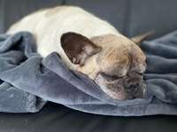 Morbus Cushing-Beitrag-Bild