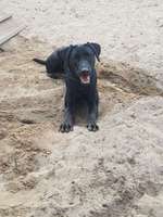 Hundeauslaufgebiet-Am Seggeluchbecken-Bild