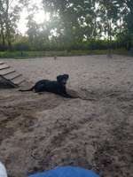 Hundeauslaufgebiet-Am Seggeluchbecken-Bild