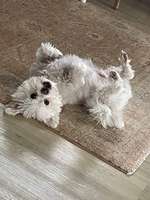 Welches Floh und Zeckenmittel für Hunde mit Epilepsie ??-Beitrag-Bild