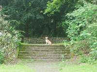 Hundeauslaufgebiet-Speldorfer Wald-Bild