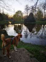 Hundeauslaufgebiet-Raffelbergpark-Bild