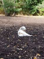 Hundeauslaufgebiet-Hundewiese Steinheim-Bild