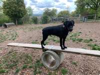 Hundeauslaufgebiet-Hundeplatz Tapachtal-Bild