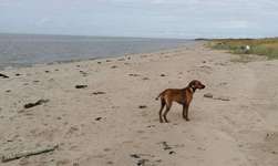 Hundeauslaufgebiet-Emden Strand-Bild