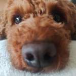 Ersteller:in S. Profilbild