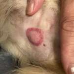 Reaktion nach einem zeckenbiss-Beitrag-Bild