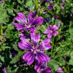 Käsepappel (Malve)-Beitrag-Bild