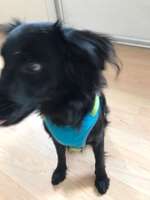 Welches Geschirr ist am besten für das Fahrrad fahren geeignet?-Beitrag-Bild