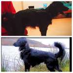 Vielleicht kann mich jemand beruhigen. Najuk humpelt und ich kann nicht feststellen woran es liegt. Seht ihr etwas seltsames in seinen Bewegungen? Haltest ihr es für einen Wachstumsschub?-Beitrag-Bild