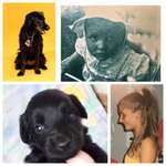 Die Ähnlichkeit zum Hund-Beitrag-Bild