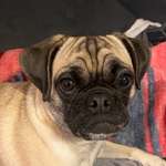 Pupillen des Hundes unterschiedlich-Beitrag-Bild