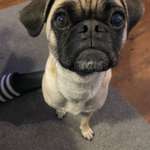 Pupillen des Hundes unterschiedlich-Beitrag-Bild