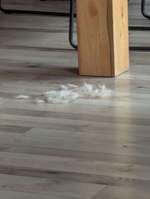 Wie oft bürstet ihr euren Hund im Fellwechsel?-Beitrag-Bild