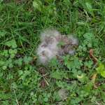 Pilz Saison ist Pelz Saison-Beitrag-Bild