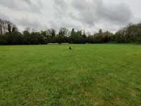 Hundeauslaufgebiet-Eingezäunte Hundewiese-Bild