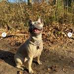 Suchmeldung-Pippilotta-Bild