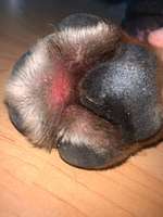 Ballen gerissen. Jetzt gerötet.-Beitrag-Bild