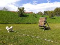 Hundeauslaufgebiet-Eselsberg-Bild