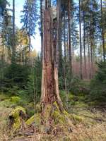 Hundeauslaufgebiet-Ebersberger Forst/Anzinger Forst-Bild