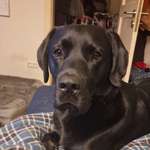 Ersteller:in Reglinde Profilbild