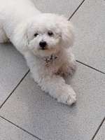 Pflege des Felles-Beitrag-Bild